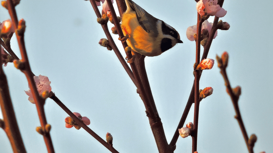 Digantaa Resort Mukteshwar - 50