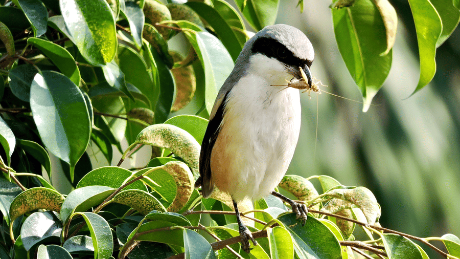 Digantaa Resort Mukteshwar - 52