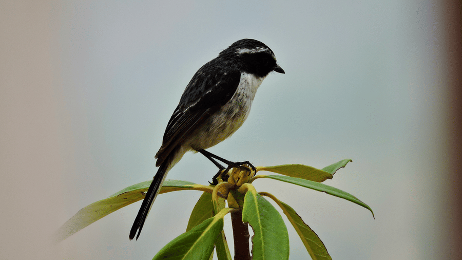 Digantaa Resort Mukteshwar - 57