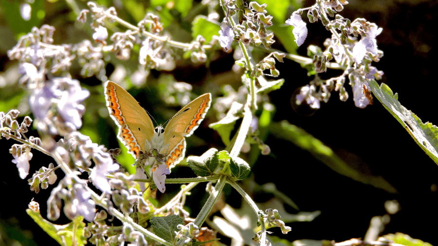 Digantaa Resort Mukteshwar - 68