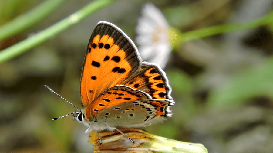 Digantaa Resort Mukteshwar - 70