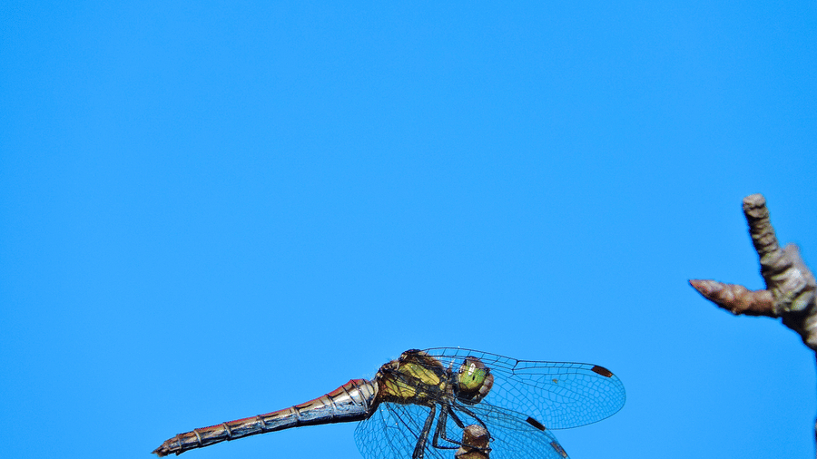 Digantaa Resort Mukteshwar - 71