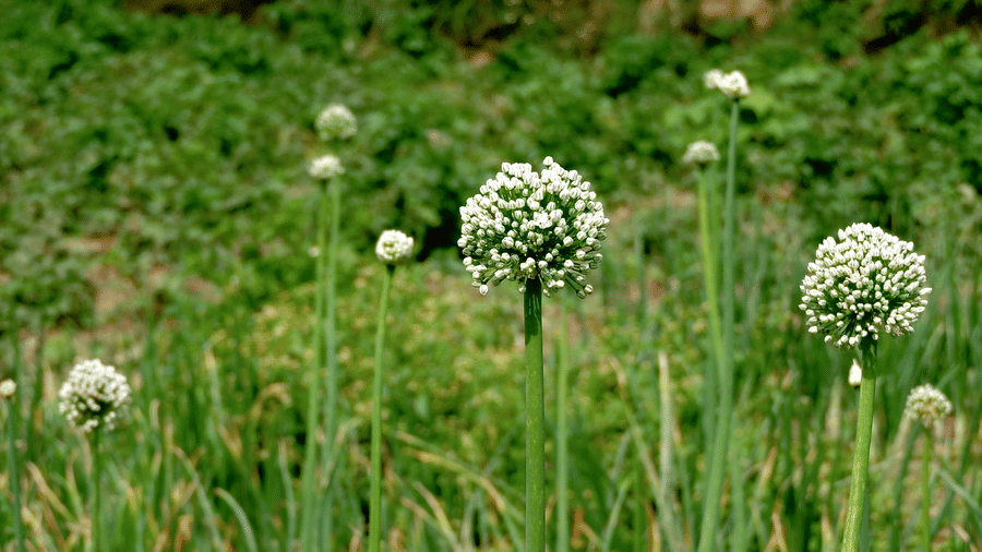 Digantaa Resort Mukteshwar - 73