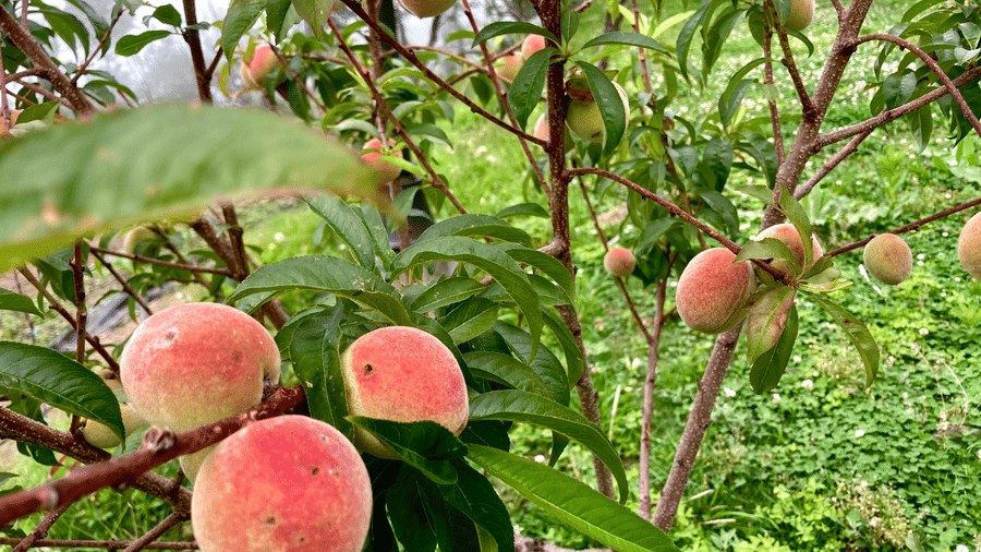 Digantaa Resort Mukteshwar - 83